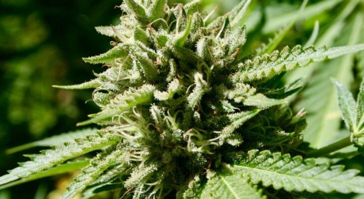 How to buylegal cbd flower for sale market